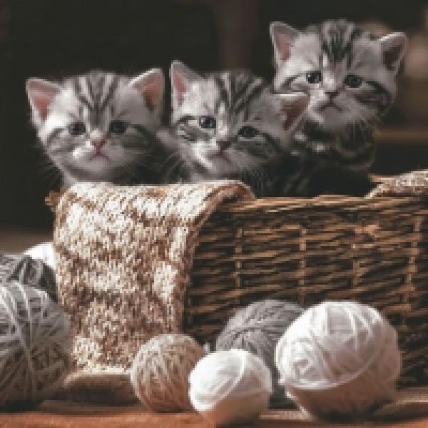 Serviette Stripped Kittens