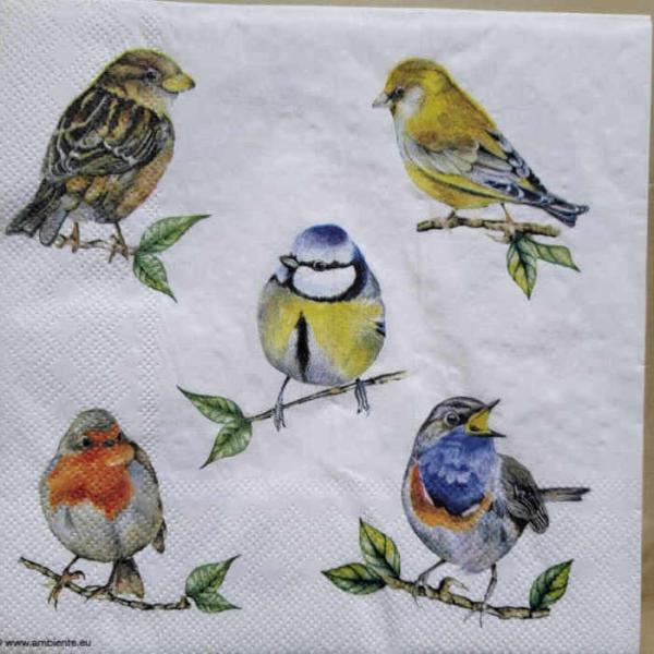 Serviette Bird species