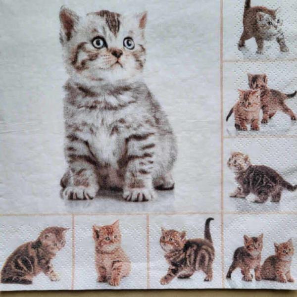 Serviette Kittys