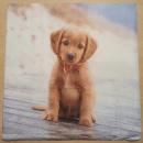 Serviette Süsser Hund